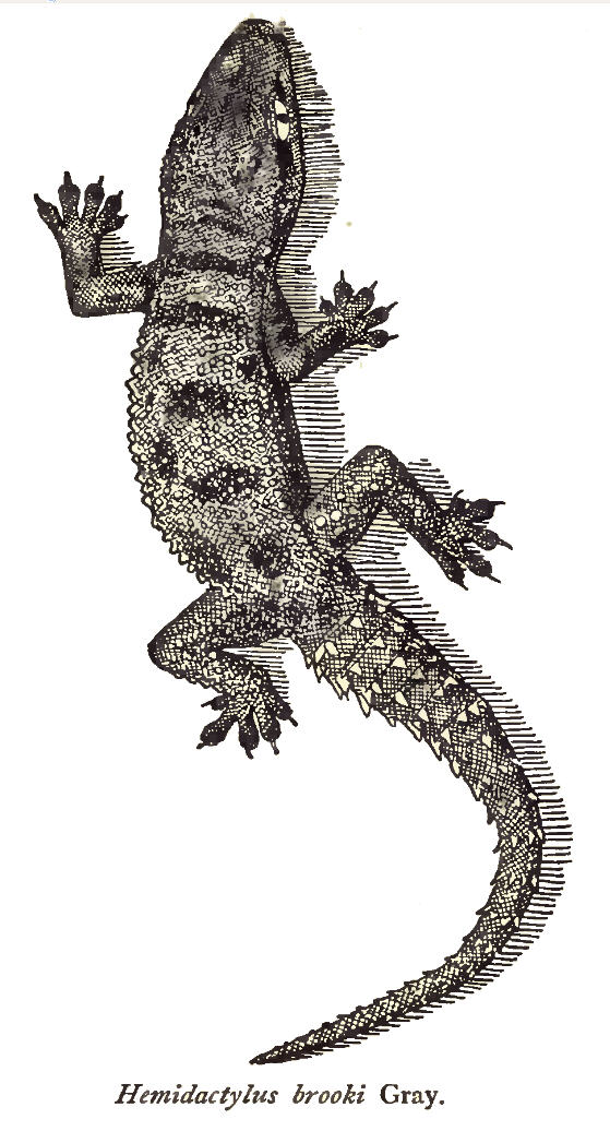 Hemidactylus brookii - Wikipedia