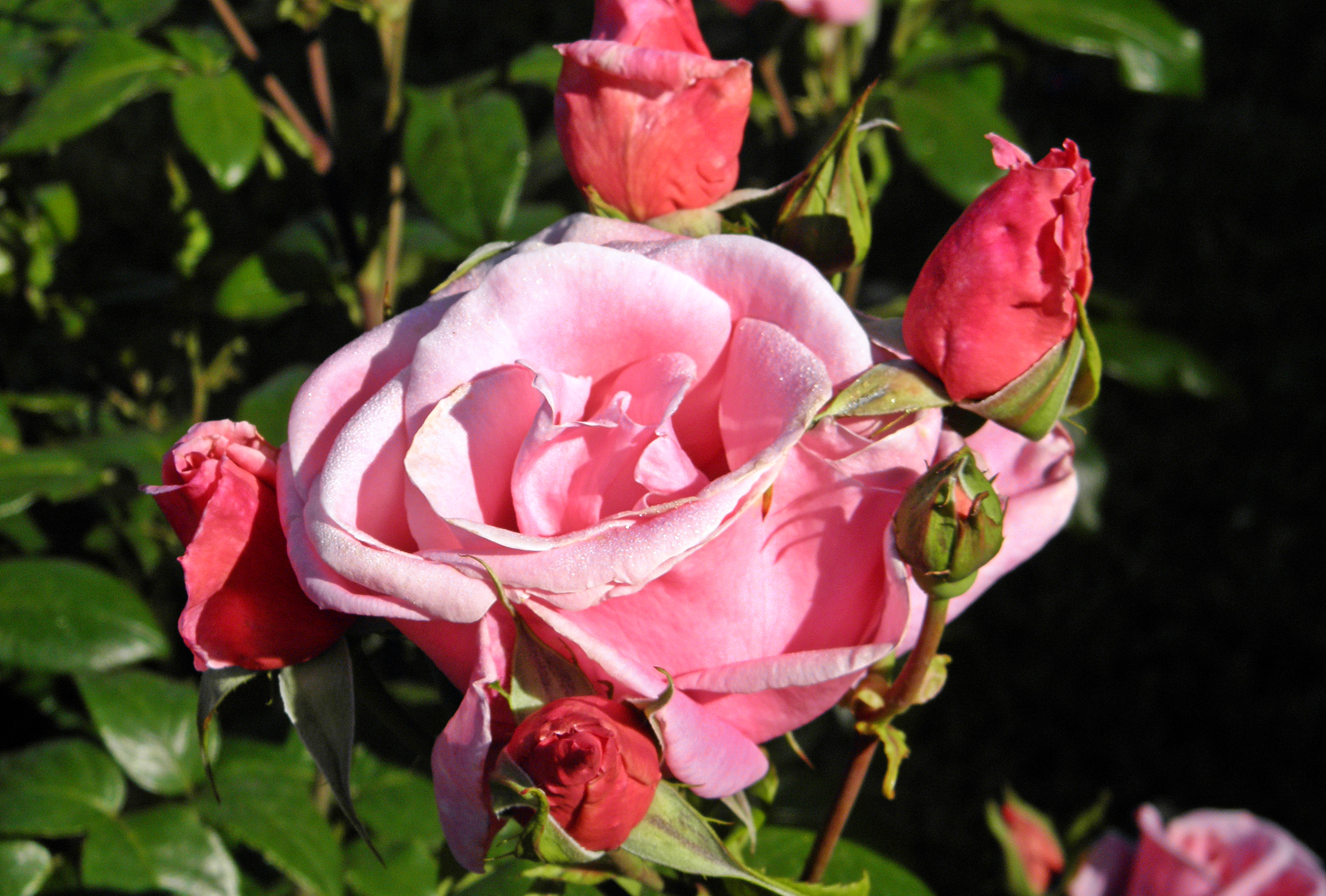 Favorite pink. Чай розовый Фламинго. Rosa Tea Hybrid Duftgold описание.