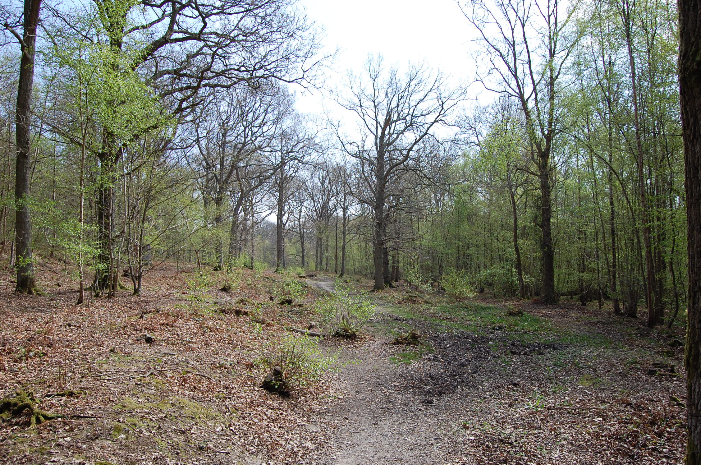 Flatropers Wood