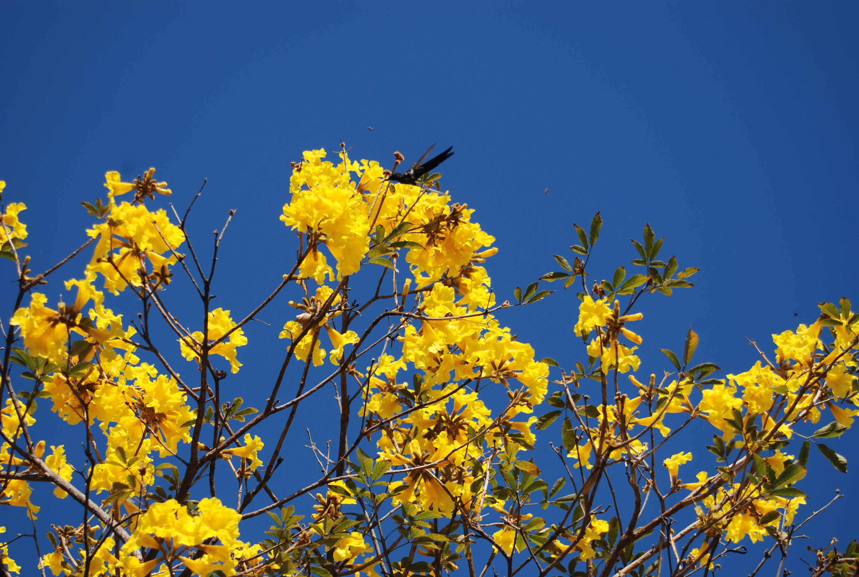 File:Ipê Amarelo e Beija-Flor.JPG - Wikimedia Commons