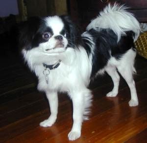 File:Japanese Chin adult.jpg