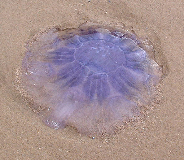 Jellyfish - geograph.org.uk - 185481