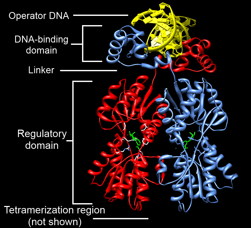 LacI_Dimer_Structure_Annotated.png?download