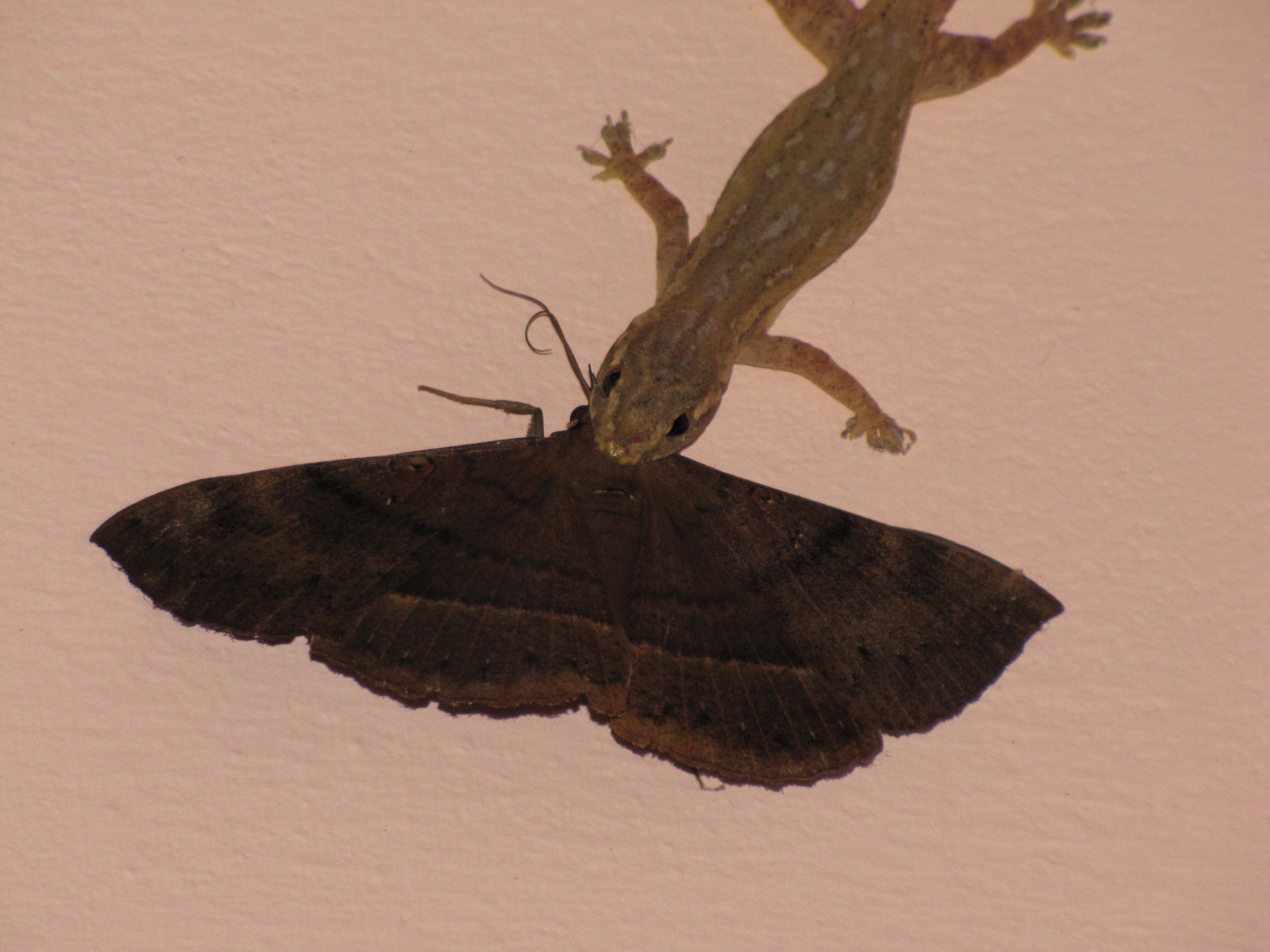 https://upload.wikimedia.org/wikipedia/commons/c/cd/Lizard_catching_the_moth.jpg
