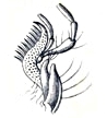 Loricera pilicornis Maxille.jpg