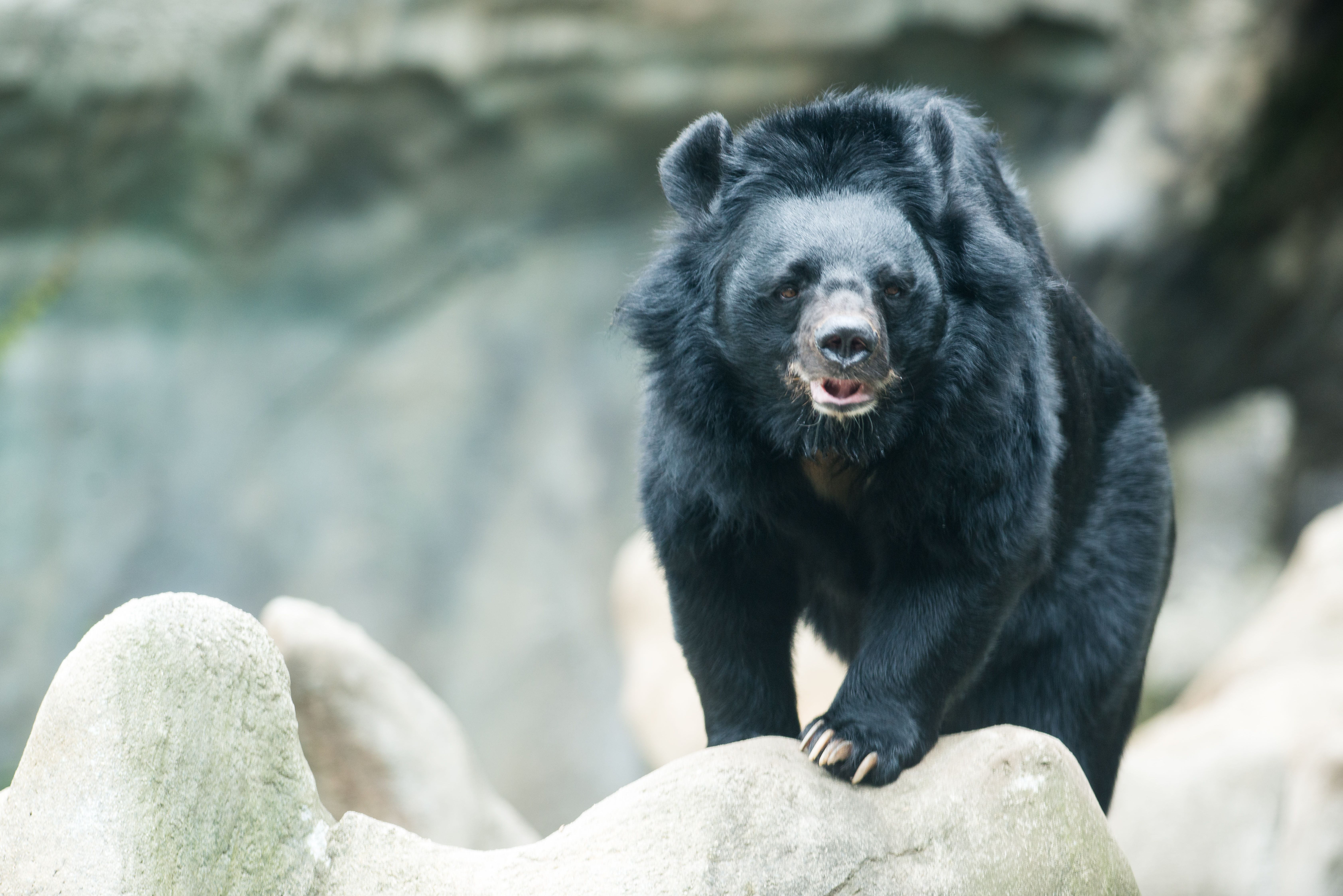 азиатский черный медведь фото медвежонок