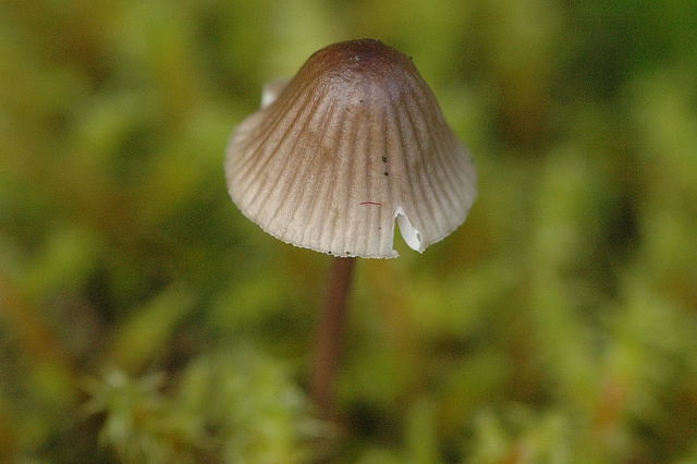 File:Mycenella bryophila - Lindsey.jpg