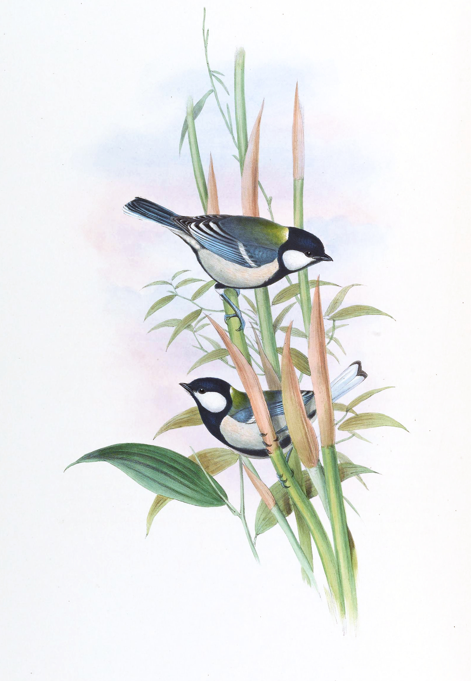 A pair of Japanese tits from John Gould's "Birds Of Asia V.2"