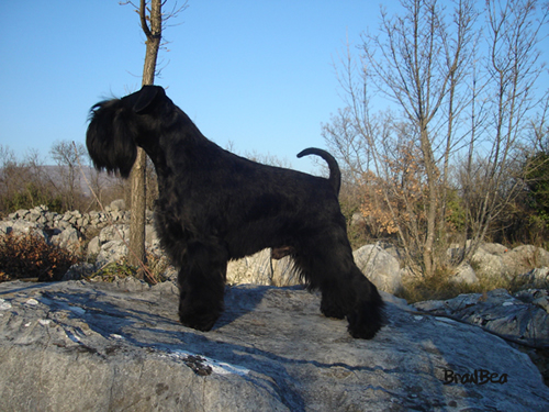 Patuljasti snaucer miniature schnauzer zwergschnauzer.jpg