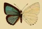 <i>Philiris cyana</i> Species of butterfly