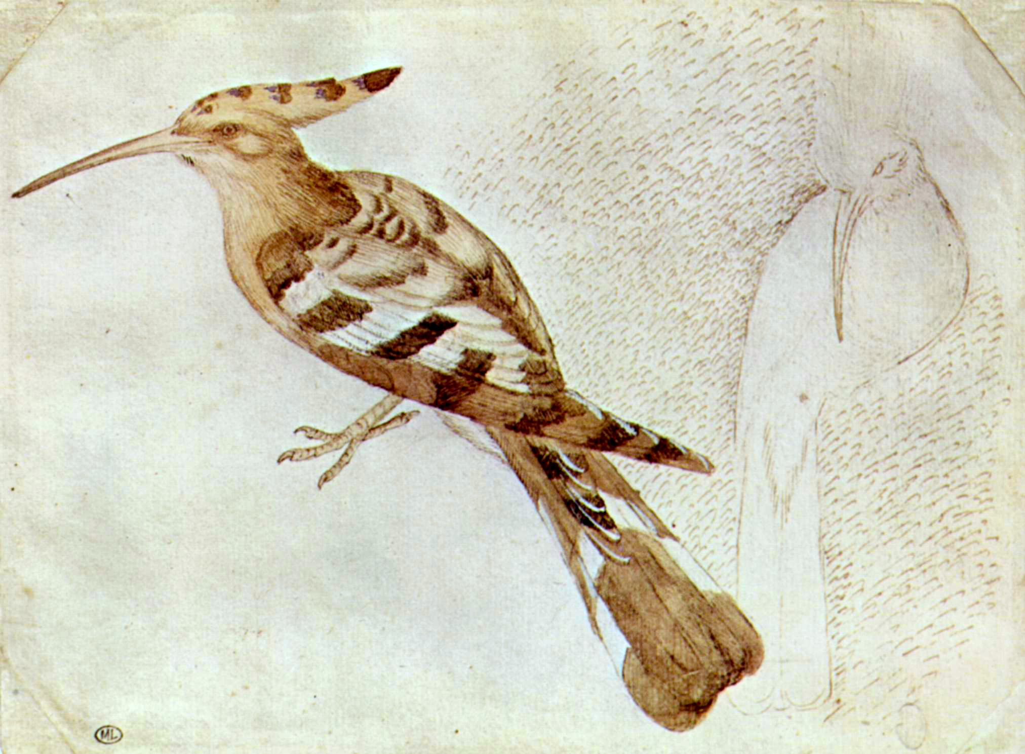Hoopoe by Pisanello
