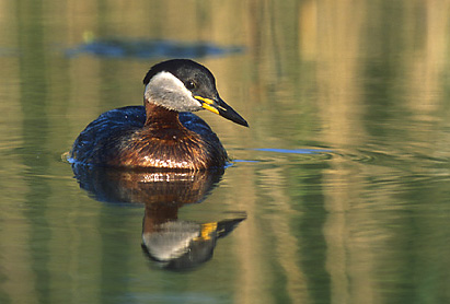 Podiceps griseigena 3 (Marek Szczepanek).jpg