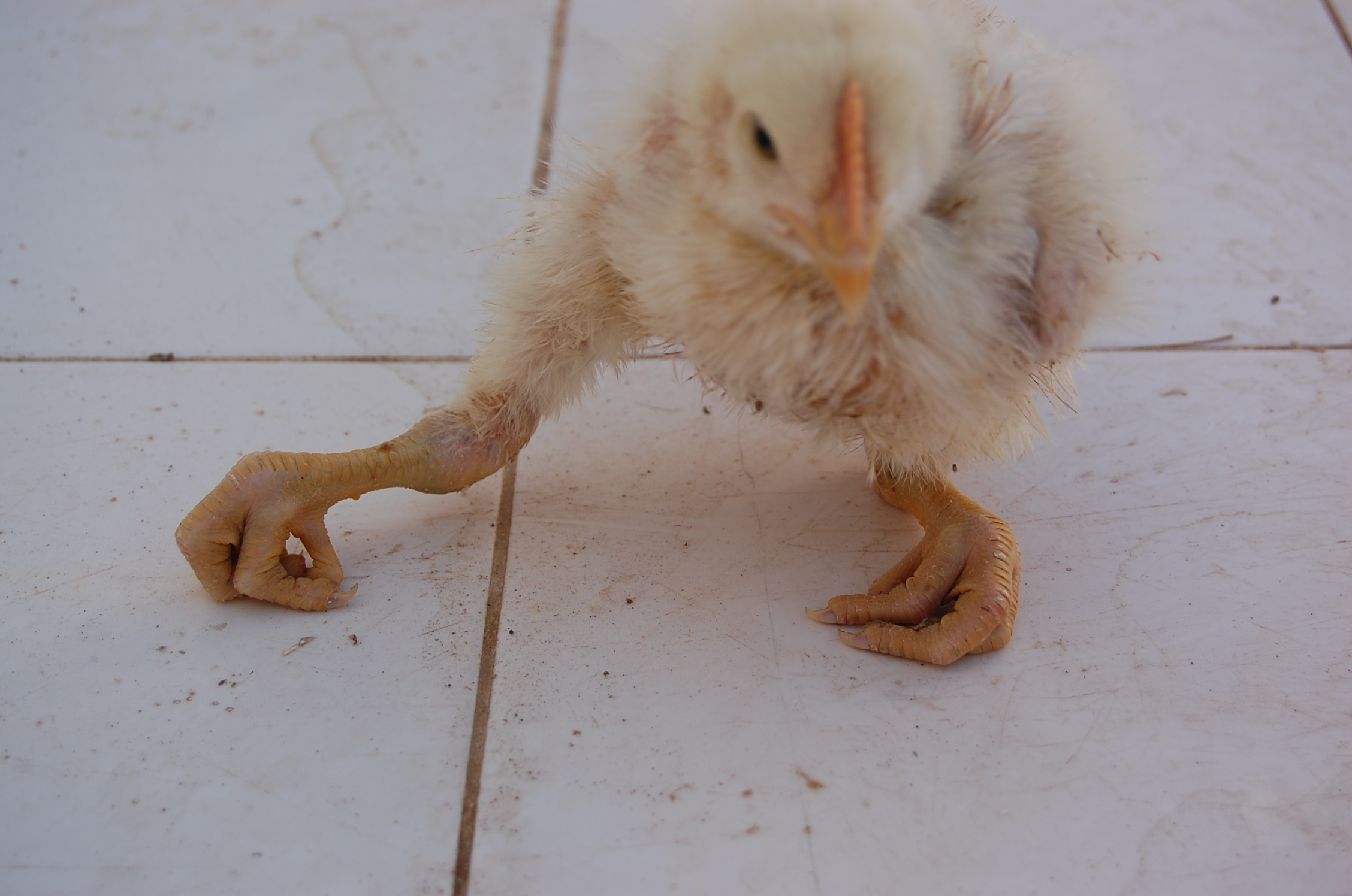 Курица между ног. Ноги птиц.