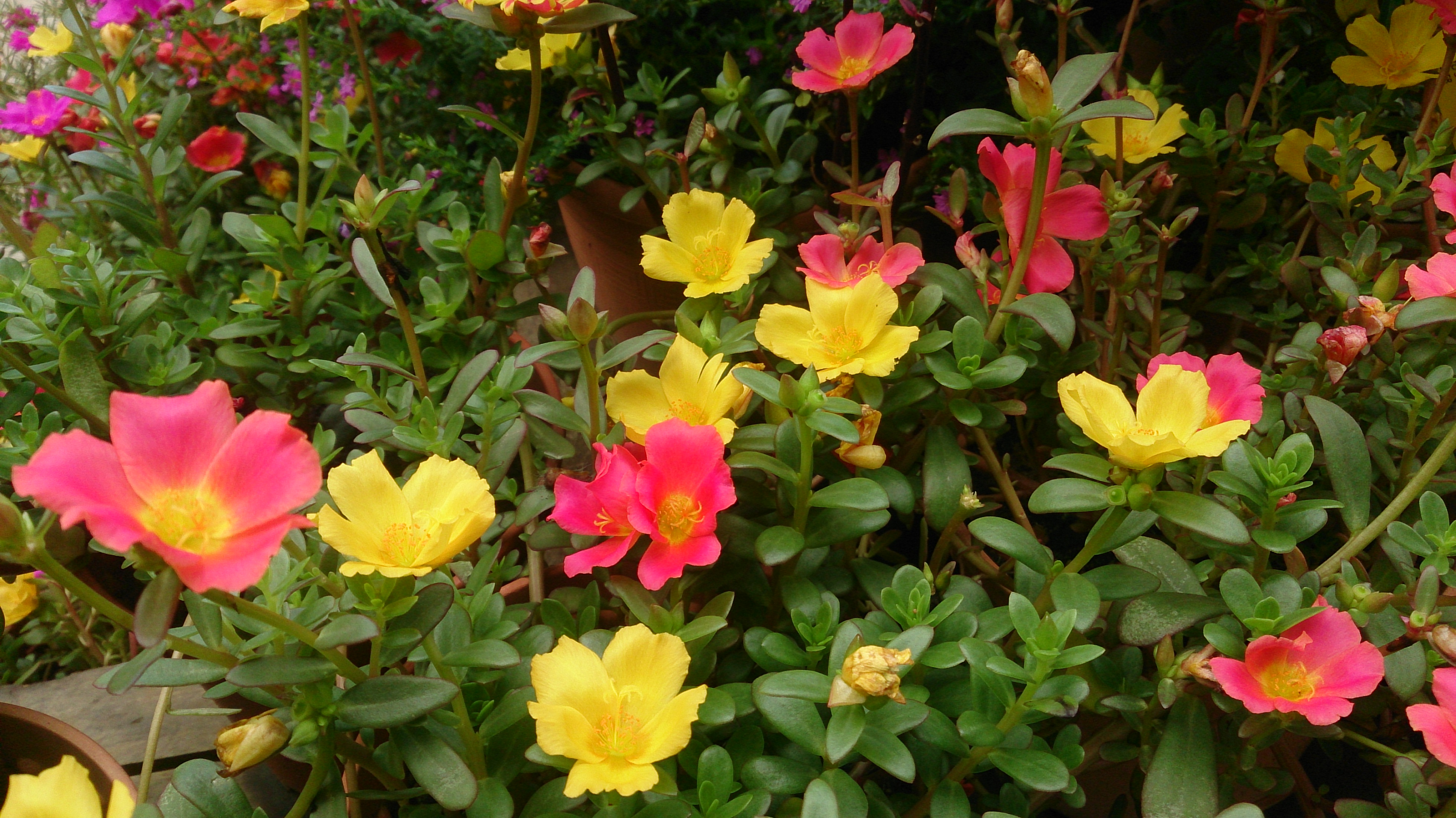 File Purslane Portulaca Oleracea Jpg Wikimedia Commons