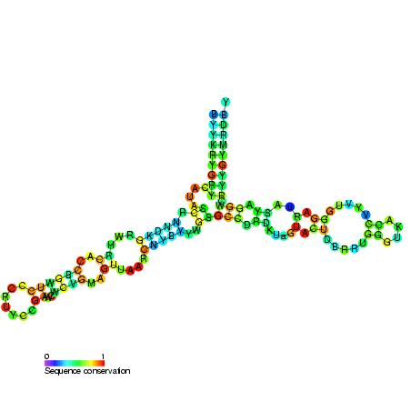 5s Ribosomal Rna Wikipedia