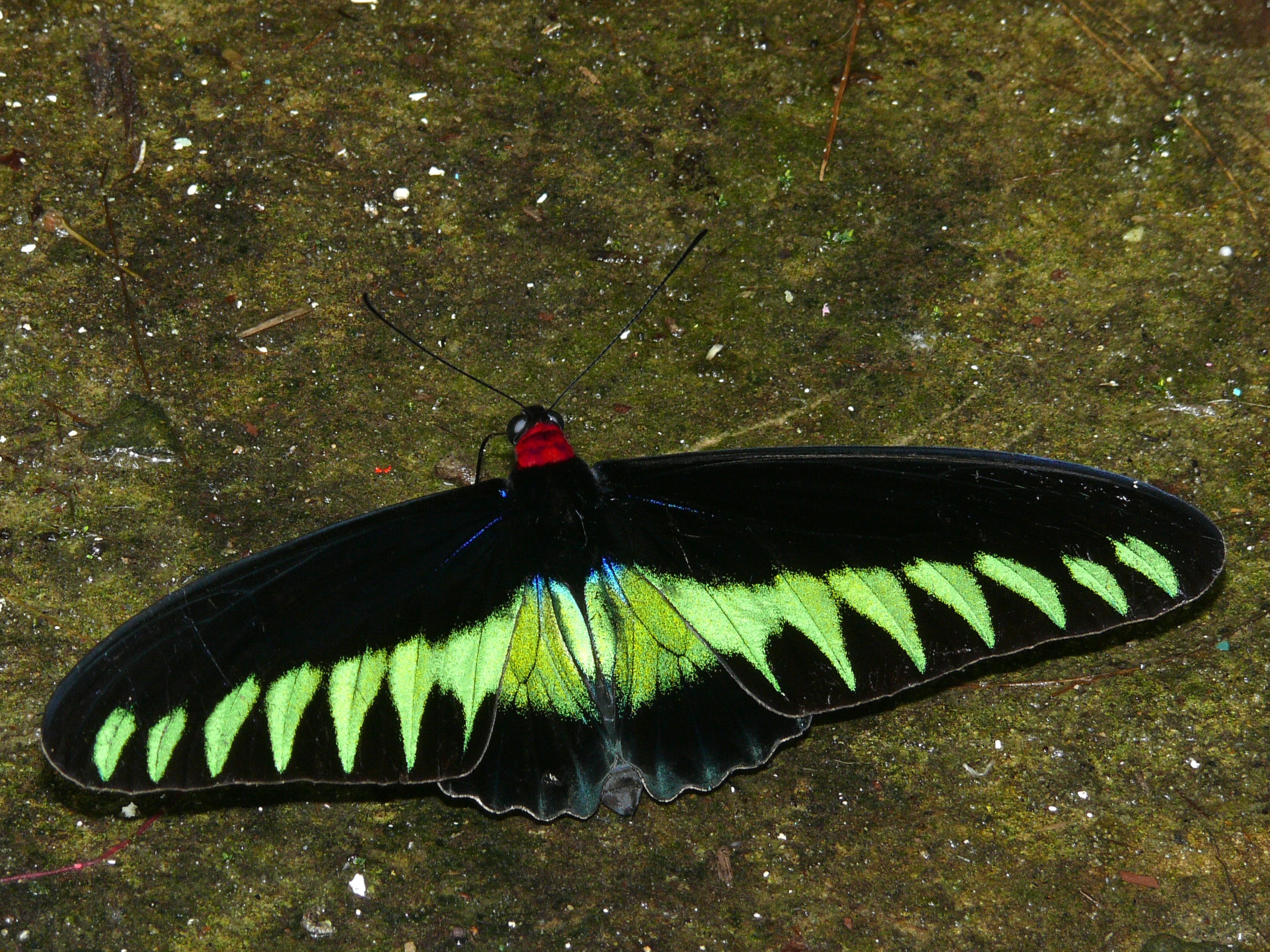 File:Rajah's Brookes Birdwing (Trogonoptera brookiana) male