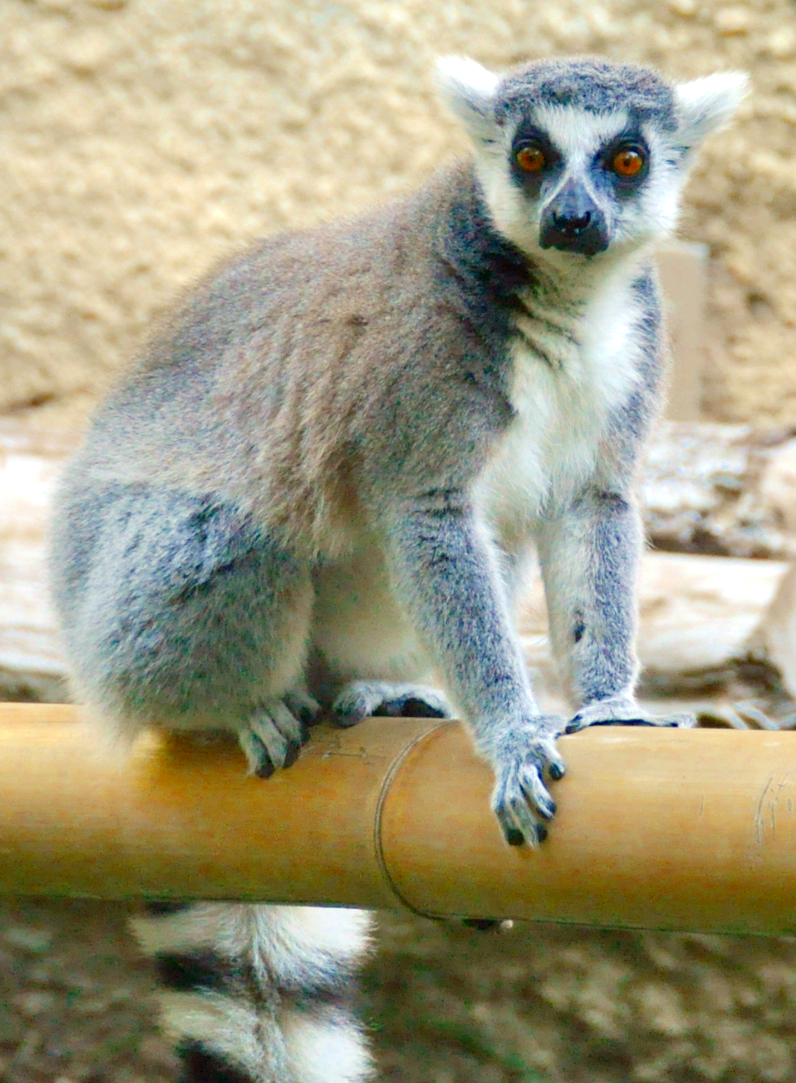 Ring Tailed Lemur - Callum's Creatures