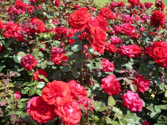 File:Roses in Queen Mary's Gardens, Regent's Park - geograph.org.uk - 1357807.jpg