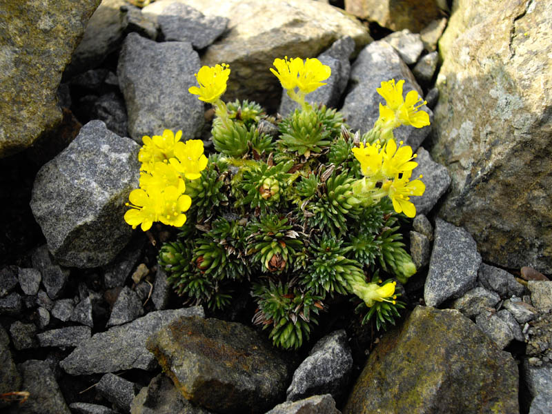 File:Saxifraga ferdinandi-coburgi 2.JPG