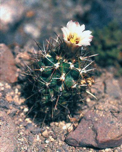 Sclerocactus wrightiae - Wikipedia