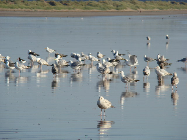 File:Seagulls on the sands - geograph.org.uk - 996908.jpg
