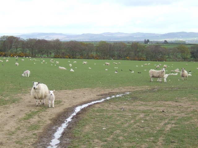 File:Sheep and lambs - geograph.org.uk - 406340.jpg