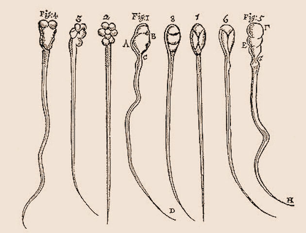 leeuwenhoek drawings