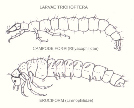 File:Trichoptera-larvae.gif