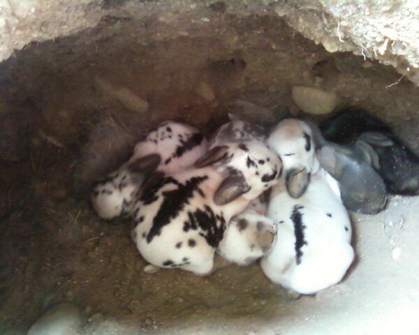 File:Underground rabbit nest in UVic.jpeg