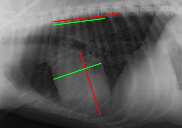 File:Vertebral heart score.jpg