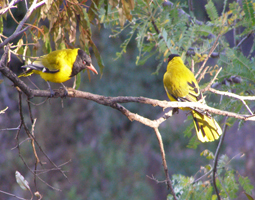 Male and female Black-headed orioles in courtship ritual, riparian zone of central Waterberg, South Africa