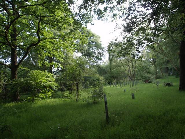 File:Wood beside Breazle Water - geograph.org.uk - 468171.jpg