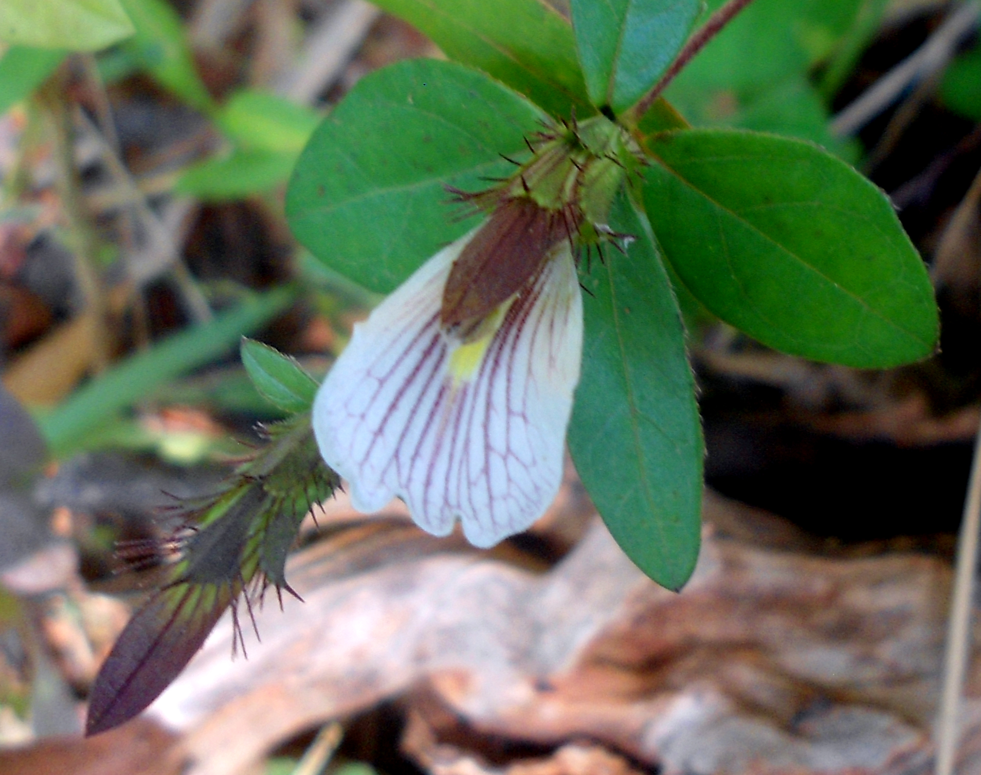 (Blepharis maderaspatensis) at Kambalakonda 08.JPG