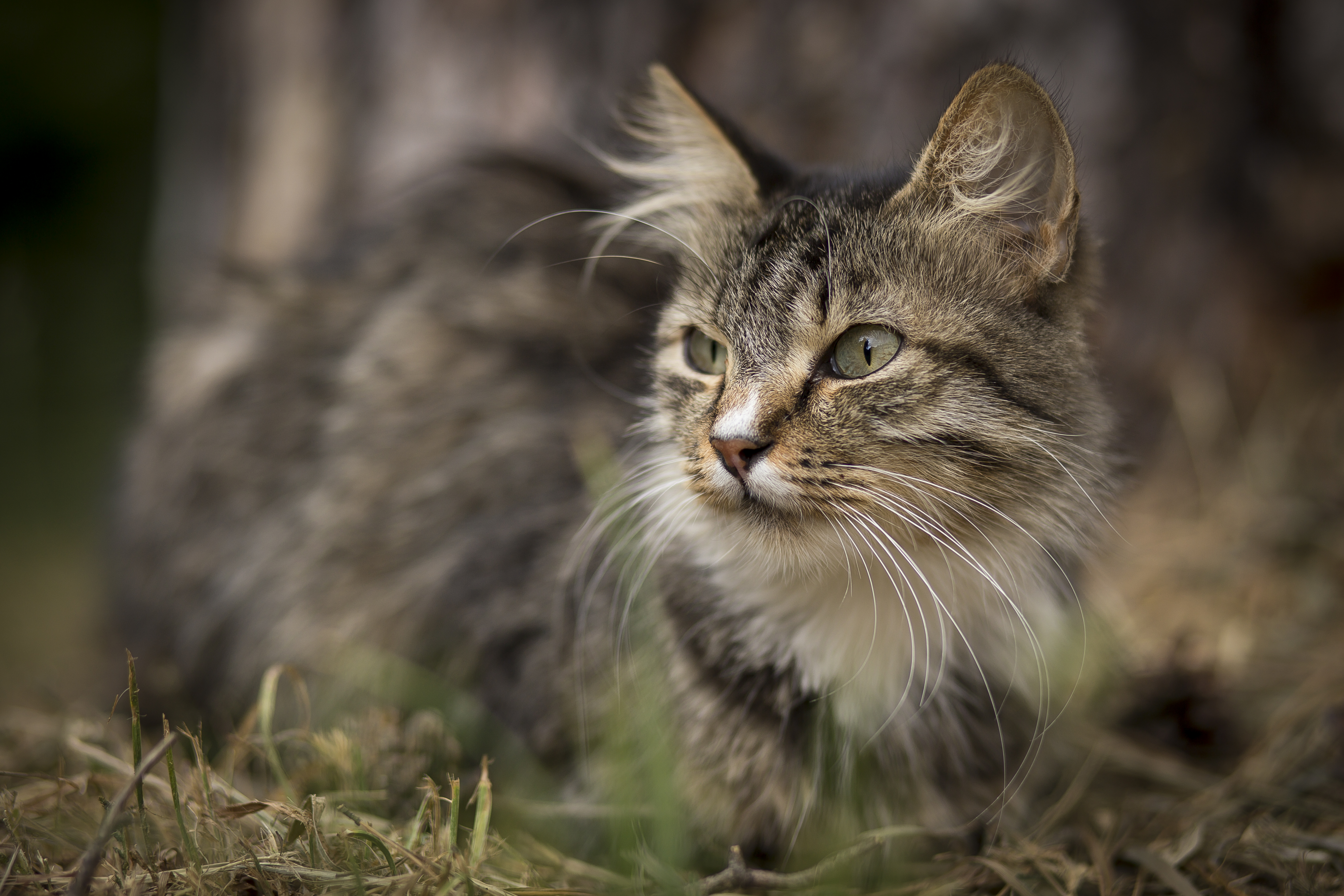 Дикий кот слушать. Серо светлый дикий кот без кисточек. Метис Лесной кошки. Степная кошка Оренбургская область.