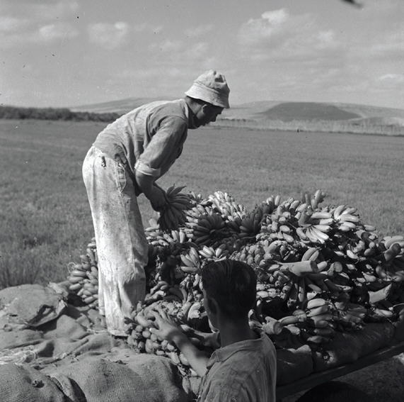 אפיקים - בננות, תוצרת אפיקים-JNF021230.jpeg