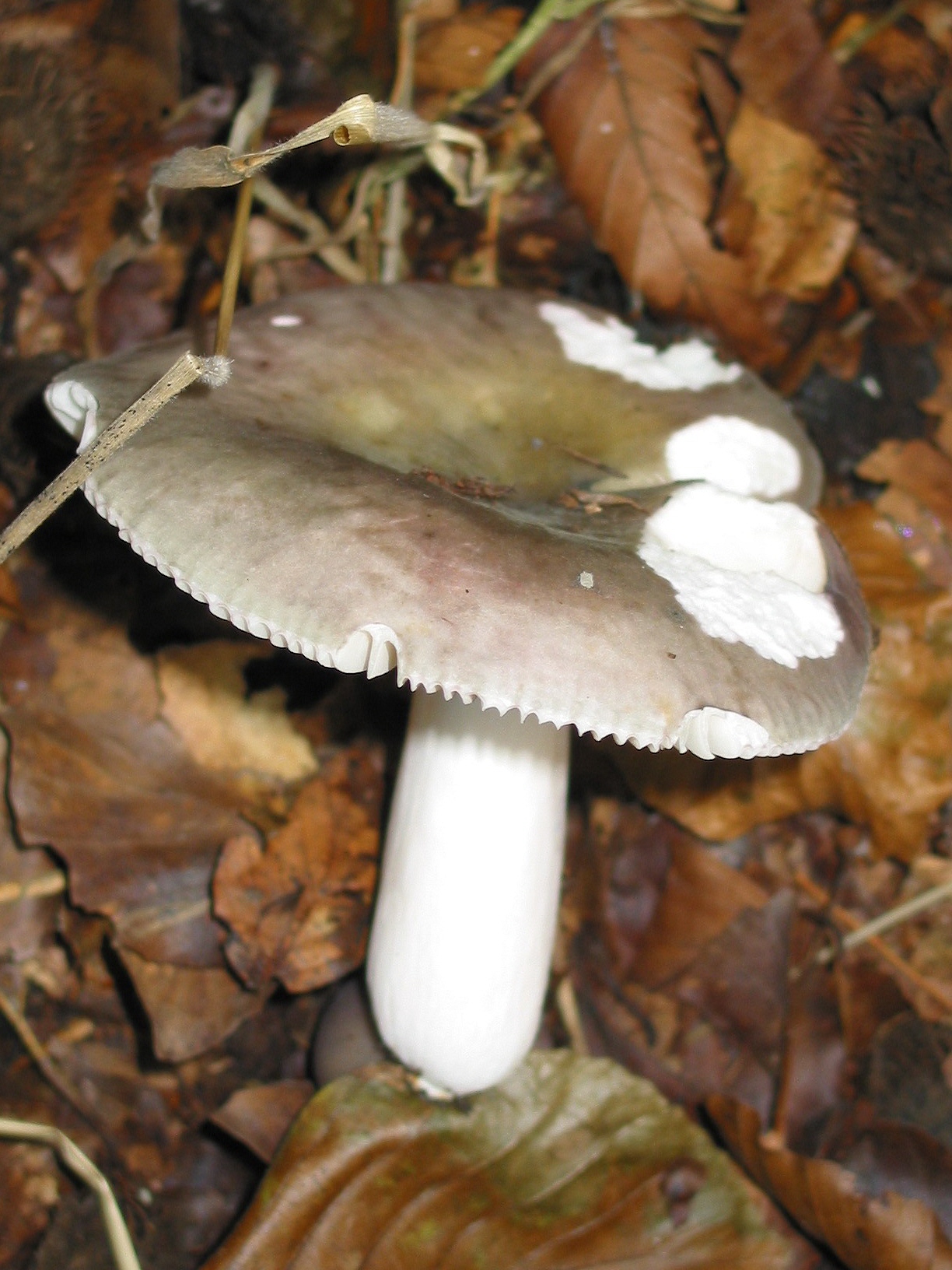 Гриб Russula cyanoxantha