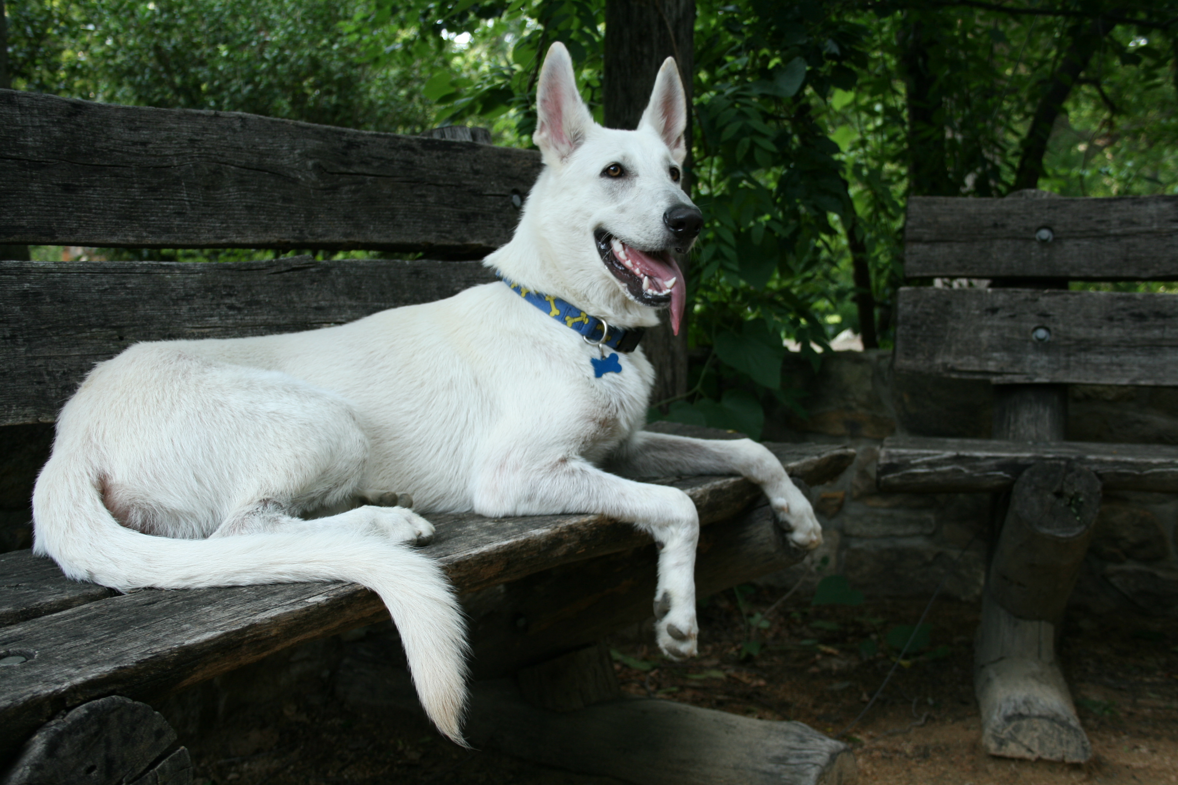 are white german shepherds deaf