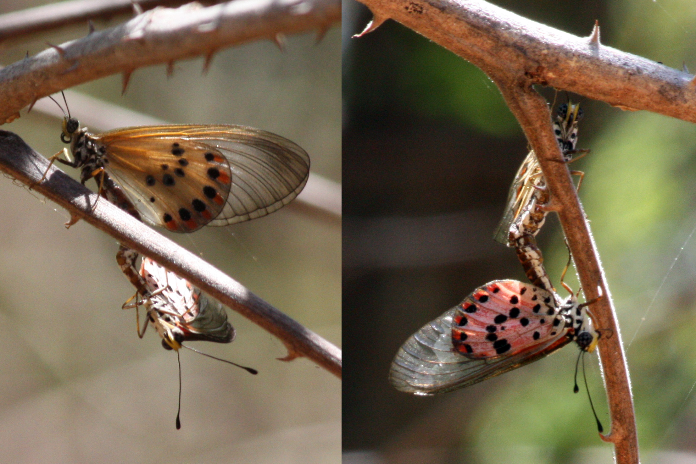 Bộ sưu tập cánh vẩy 4 - Page 41 Acraea_butterfly_%28Acraea_ranavalona%29_mating