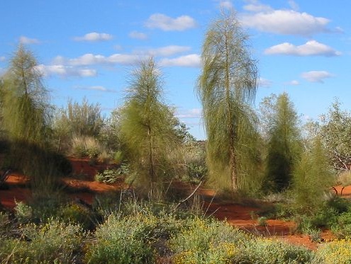 File:Allocasuarina decaisneana.jpg