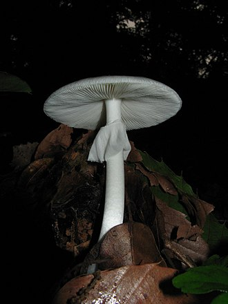 File:Amanita Verna.png