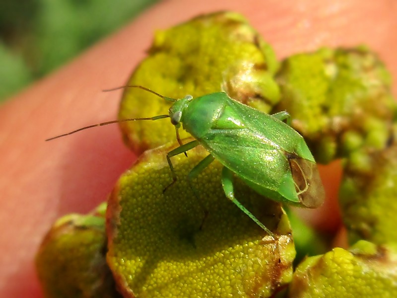 File:Apolygus lucorum (Miridae sp.), Lentse Waard, the Netherlands.jpg