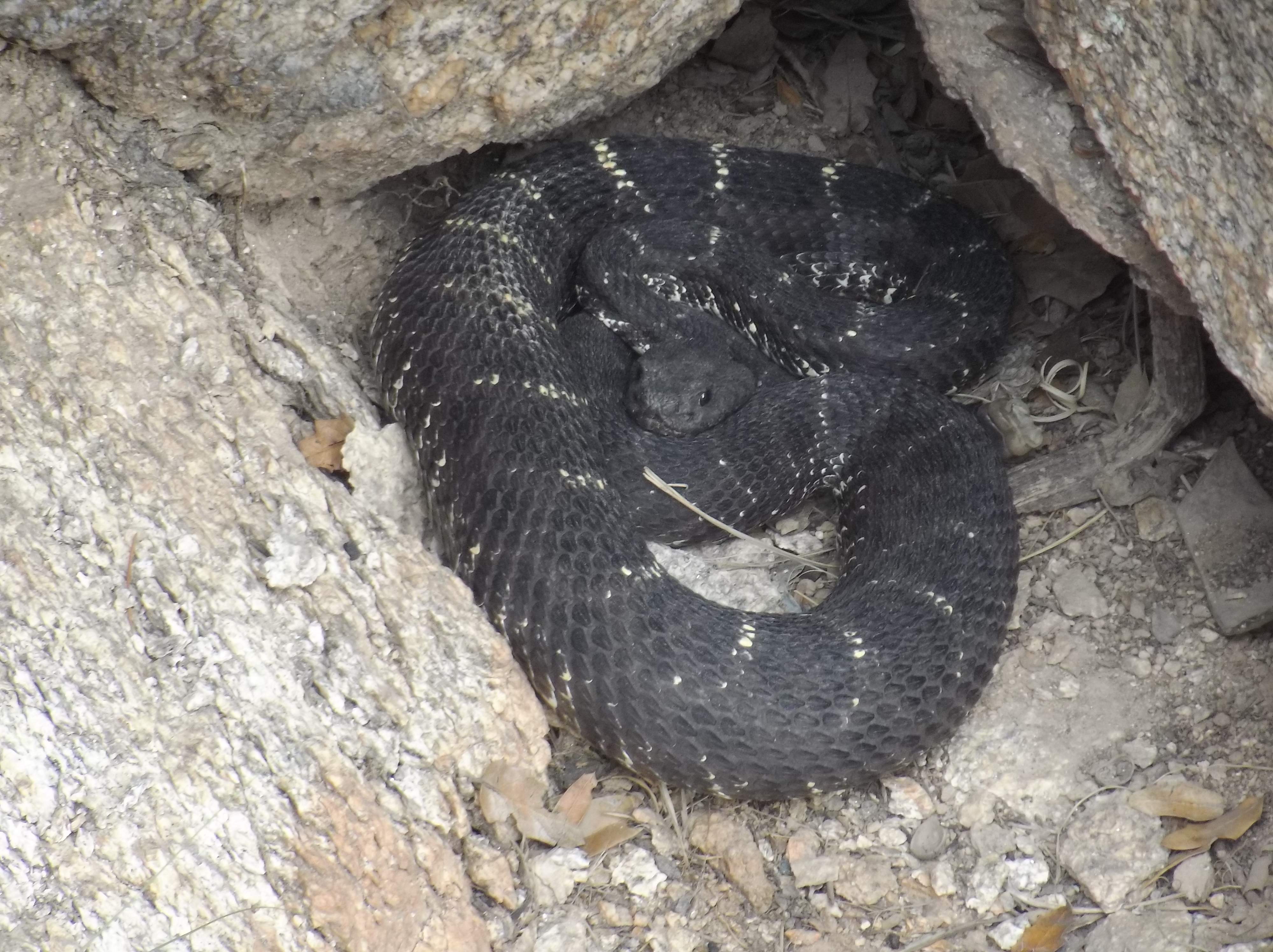 A Black Rattlesnake?