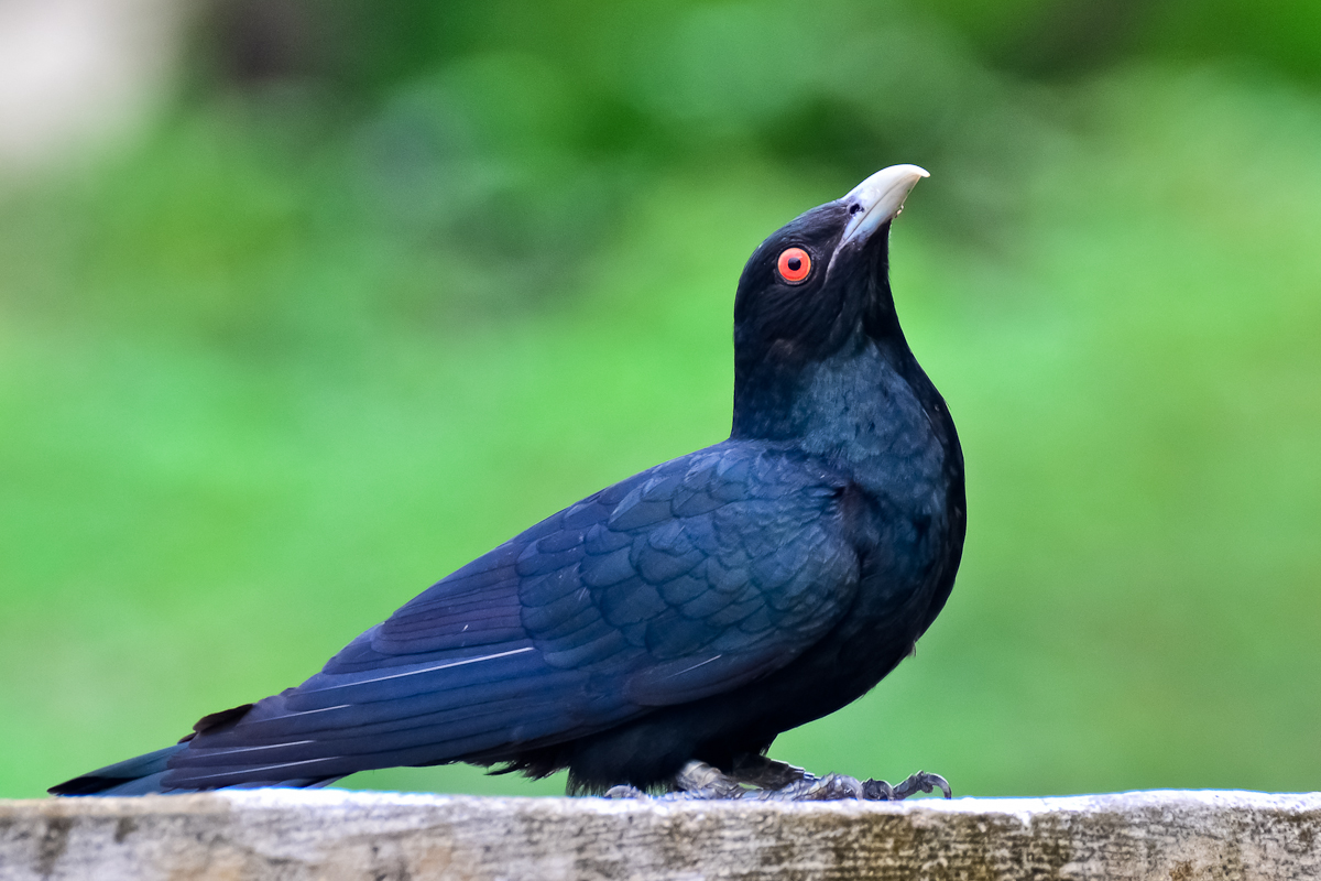 File:Asian Koel (Eudynamys scolopaceus) Male - Tirunelveli.jpg - Wikimedia Commons