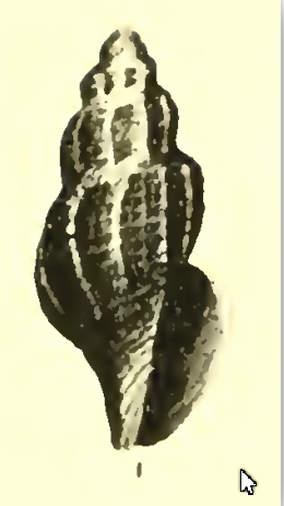 <i>Asperdaphne bastowi</i> Species of gastropod