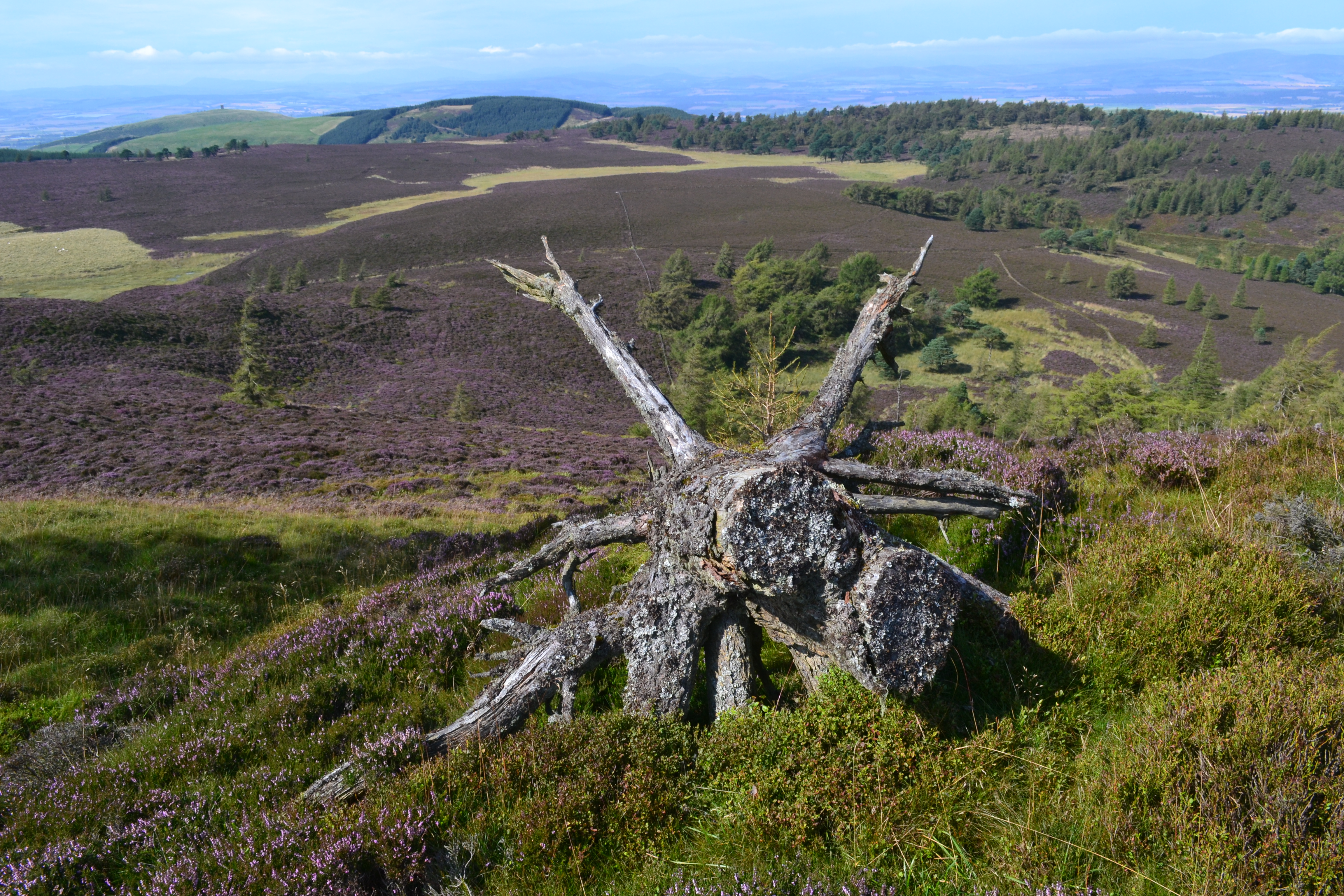 Auchterhouse Hill