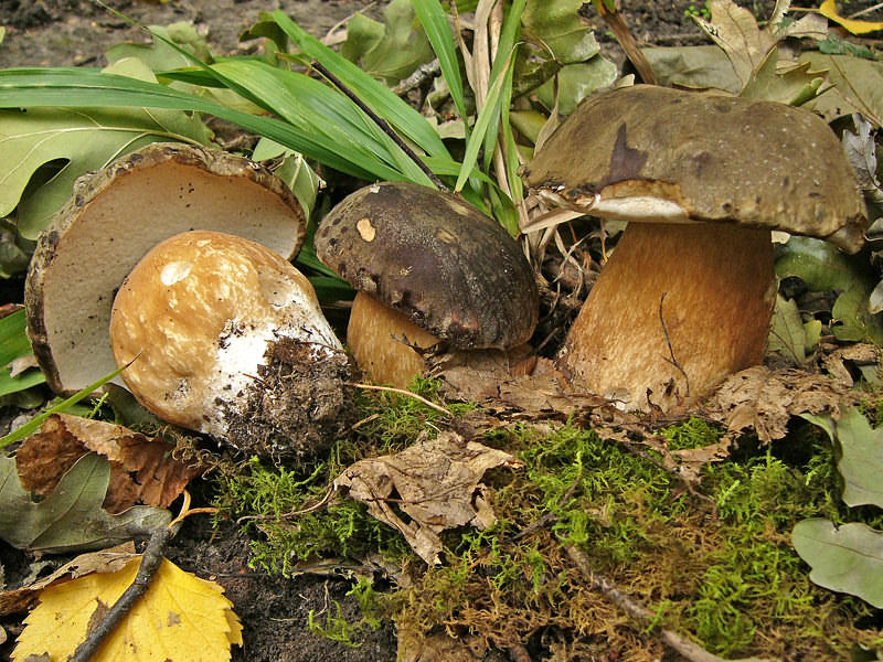 File:BOLETUS AEREUS Bull. Fr. (5829732765).jpg