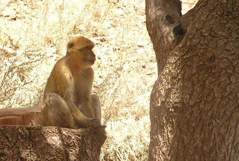 File:Barbary Macaque of Djurdjura National Park (Algeria).jpg