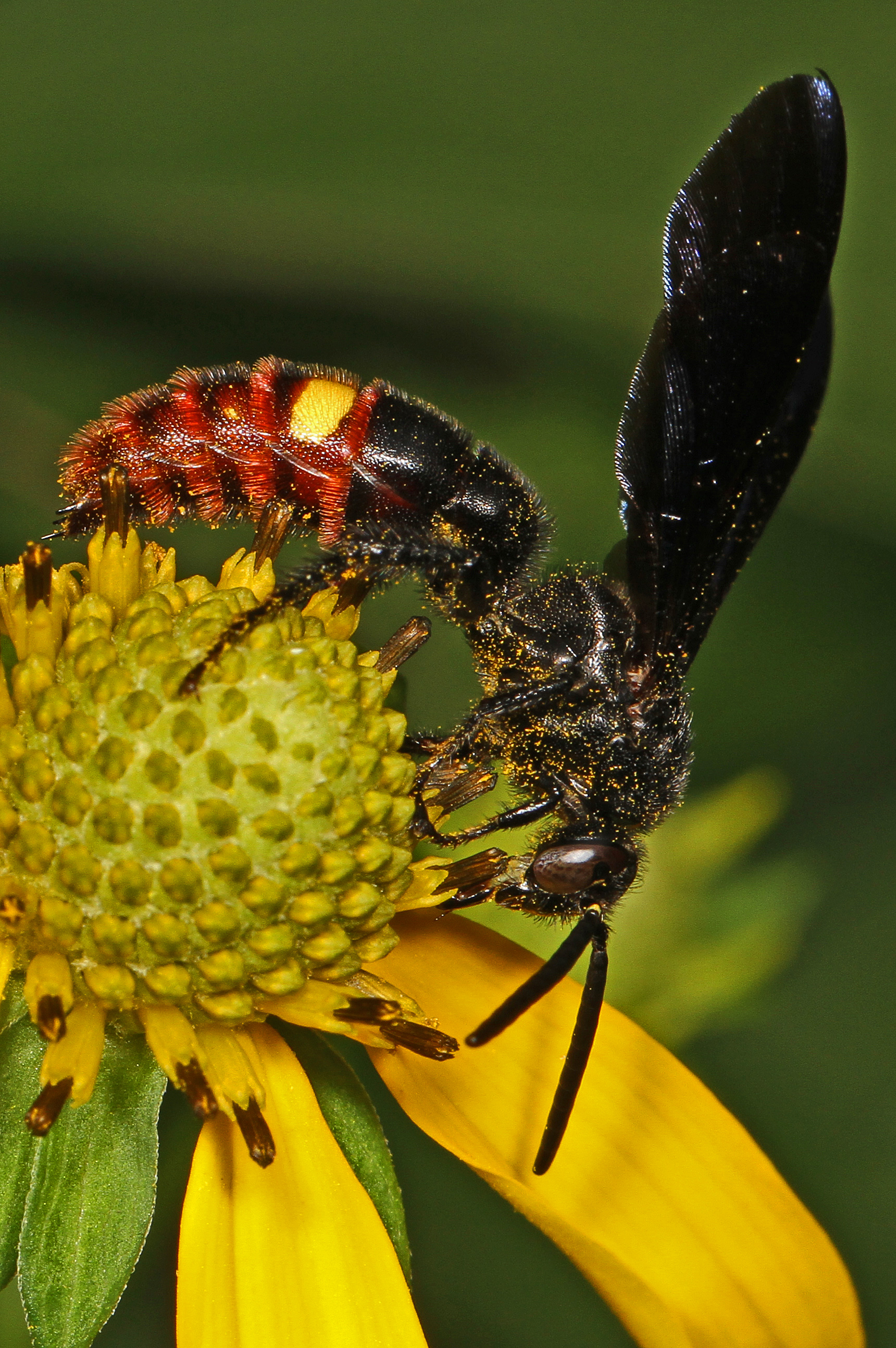 A black wasp with a bright orange abdomen with a yellow spot sits on a yellow cone flower head.