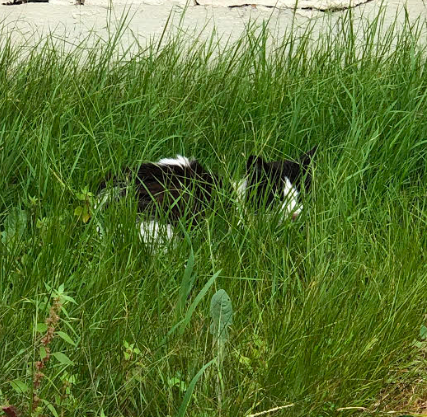 File:Cat in grass.png