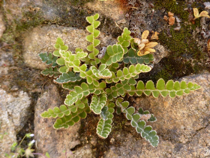 File:Ceterach officinarum 1 (Corse).JPG